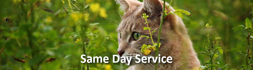 Bamganie Pet Cremations - Same Day Service